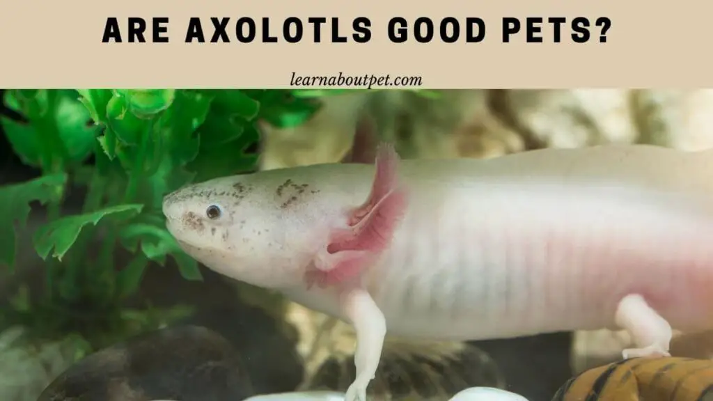 Are Axolotls Good Pets? 7 Conclusive Reasons Why They Are Good