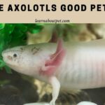 Are Axolotls Good Pets