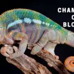 Are Chameleons Cold Blooded? 5 Actionable Tips To Maintain Chameleon Temperature