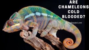 Are chameleons cold blooded
