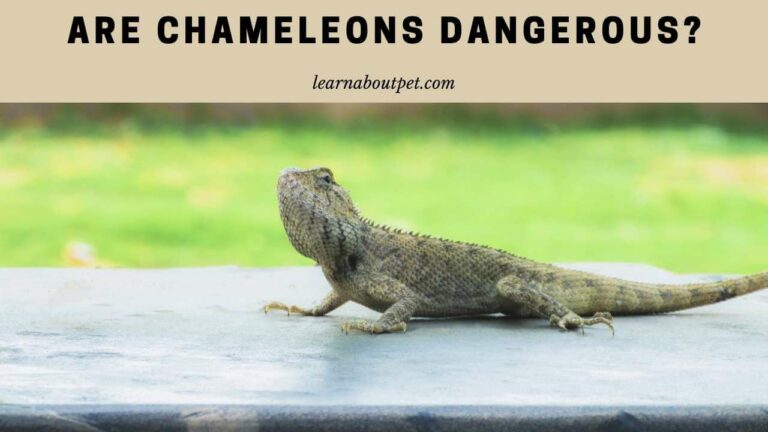 Are Chameleons Dangerous? 7 Brutal Chameleon Bite Symptoms