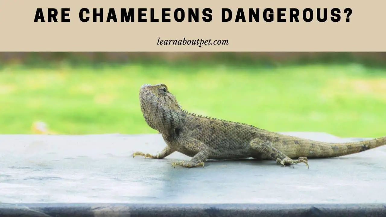 Are chameleons dangerous