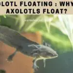 Axolotl Floating : Why Do Axolotls Float? 5 Clear Ways To Stop