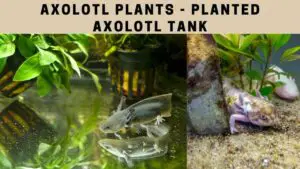 Axolotl plants