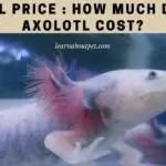 Axolotl Price : How Much Does An Axolotl Cost? 7 Cool Facts