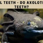 Axolotl Teeth