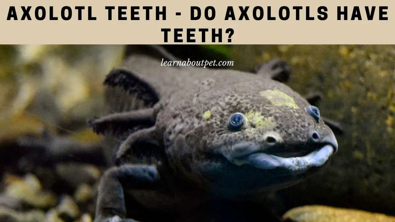 Axolotl teeth