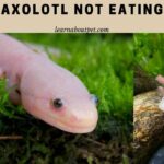 Axolotl not eating