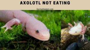 Axolotl not eating