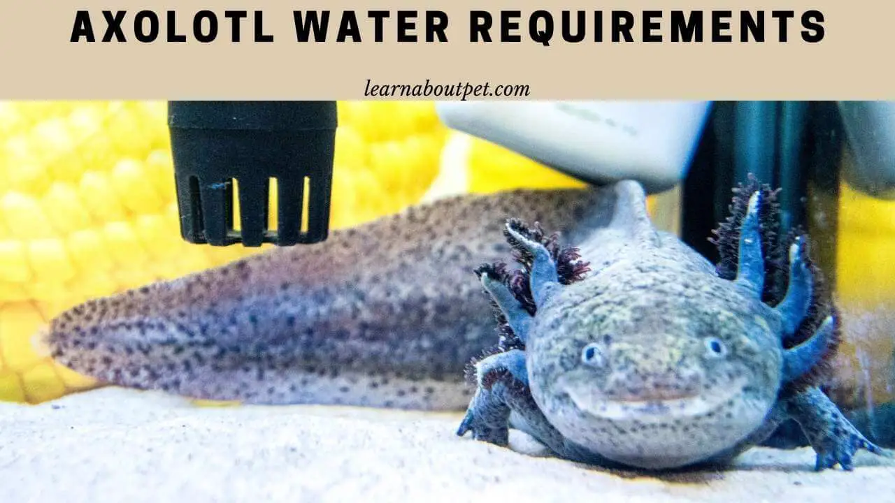 Axolotl water requirements