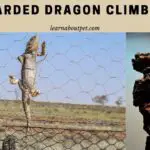 Bearded Dragon Climbing: Do Bearded Dragons Like To Climb? 6 Simple Ways To Stop Them