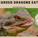 Can Bearded Dragons Eat Mice
