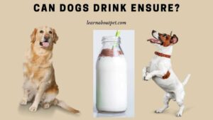 Can dogs drink ensure