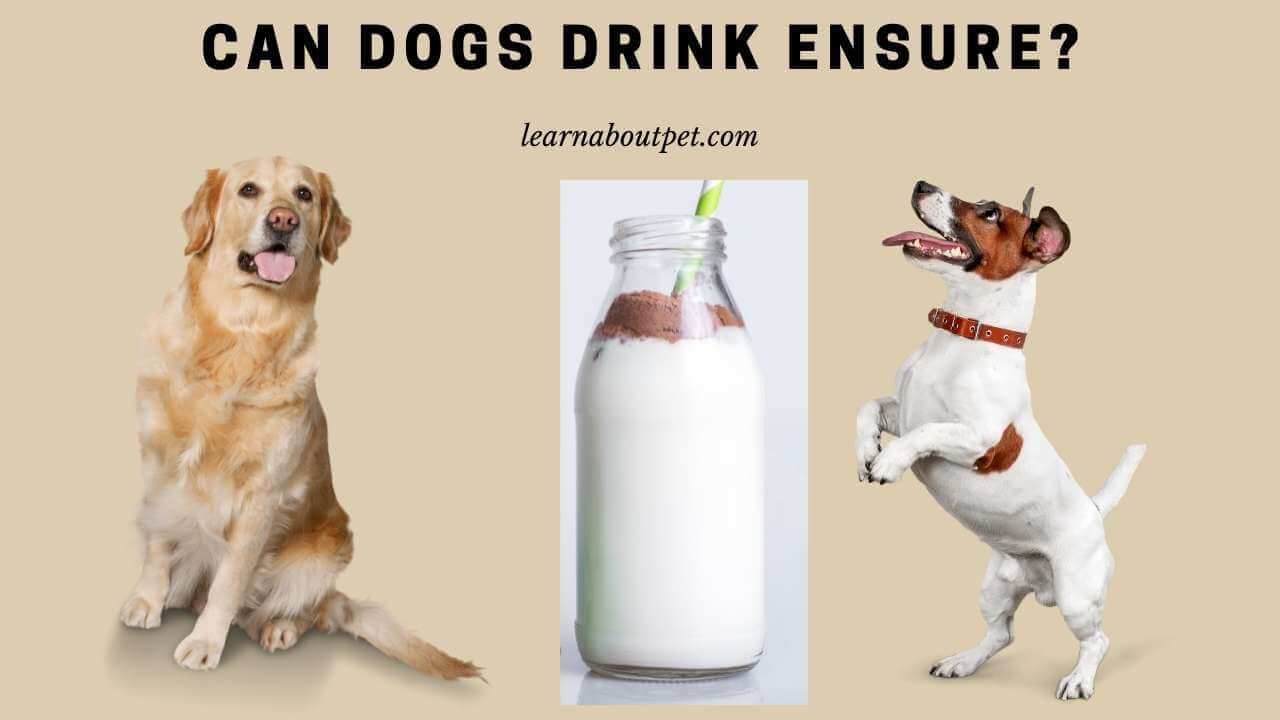 30 Can Dogs Drink Vitamin Water – Home