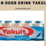 Can Dogs Drink Yakult? (7 Interesting Probiotics Facts) Can Dogs Drink Yakult