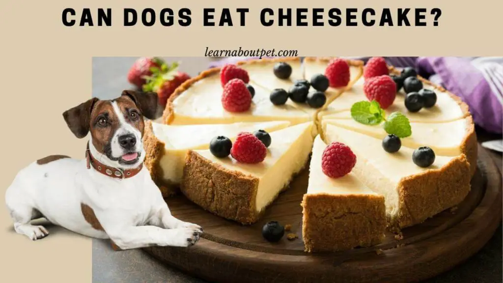 Can Dogs Eat Cheesecake? (9 Interesting Facts) 2022