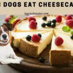 Can Dogs Eat Cheesecake? (9 Interesting Facts)
