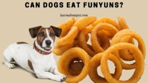 Can dogs eat funyuns