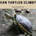 Can Turtles Climb? 5 Important Reasons For Turtle Climbing In Captivity