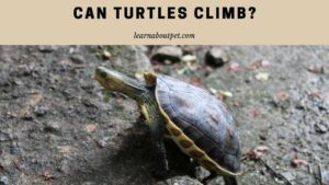 Can turtles climb
