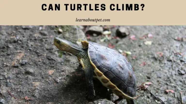 Can Turtles Climb? 5 Important Reasons For Turtle Climbing In Captivity