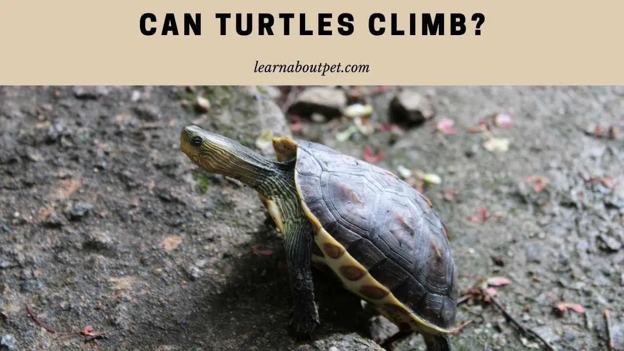 Can turtles climb