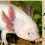 Can Axolotl Eat Mealworms? (9 Interesting Health Facts)