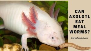 Can axolotl eat mealworms