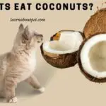 Can Cats Eat Coconuts? (11 Interesting Health Facts)