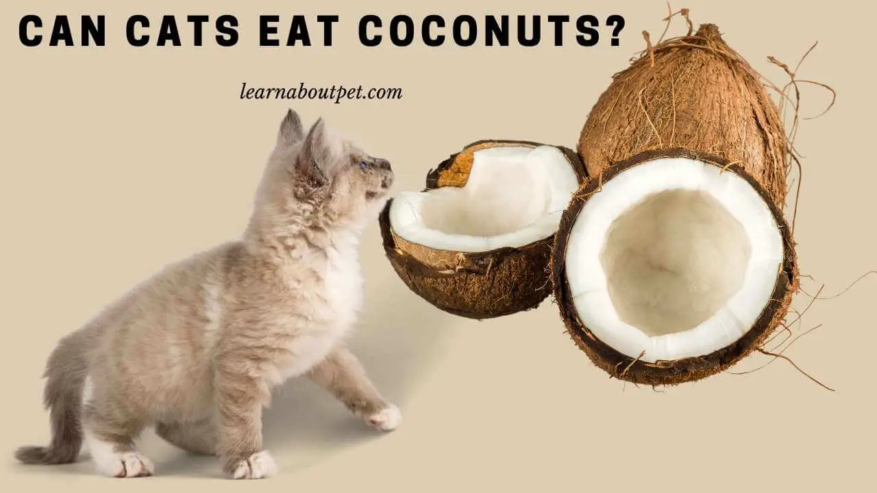Can cats eat coconuts