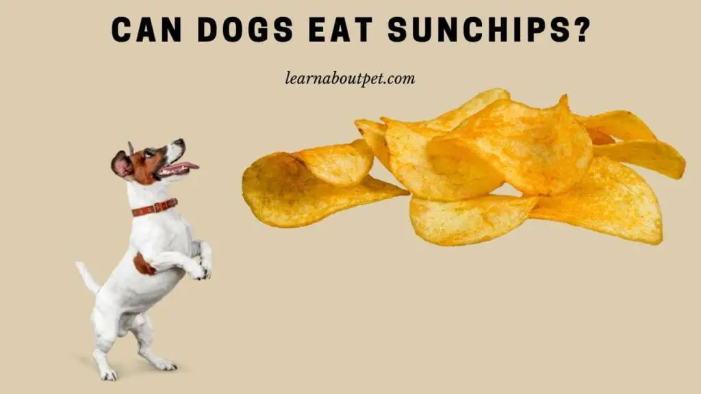 Can dogs eat sunchips