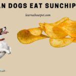 Can dogs eat Sunchips