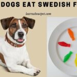 Can Dogs Eat Swedish Fish? (7 Interesting Facts) Can dogs eat Swedish Fish