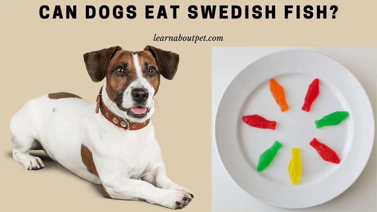 Can Dogs Eat Swedish Fish? (7 Interesting Facts) - 2023