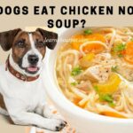 Can dogs eat chicken noodle soup