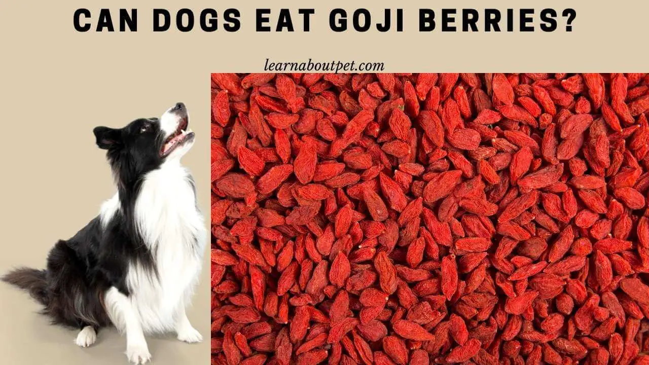 Can dogs eat goji berries