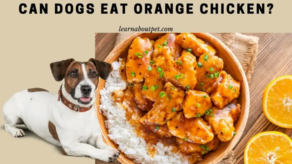 Can Dogs Eat Orange Chicken? 6 Brutal Health Symptoms