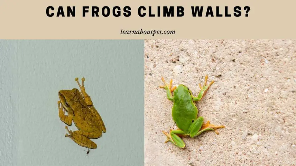 Can Frogs Climb Walls? (9 Interesting Facts) 2024