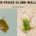 Can Frogs Climb Walls? (9 Interesting Facts)
