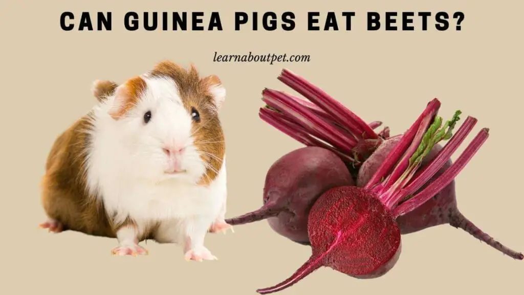 Can Guinea Pigs Eat Beets? (9 Interesting Facts) 2022