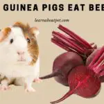 Can Guinea Pigs Eat Beets? (9 Interesting Facts)