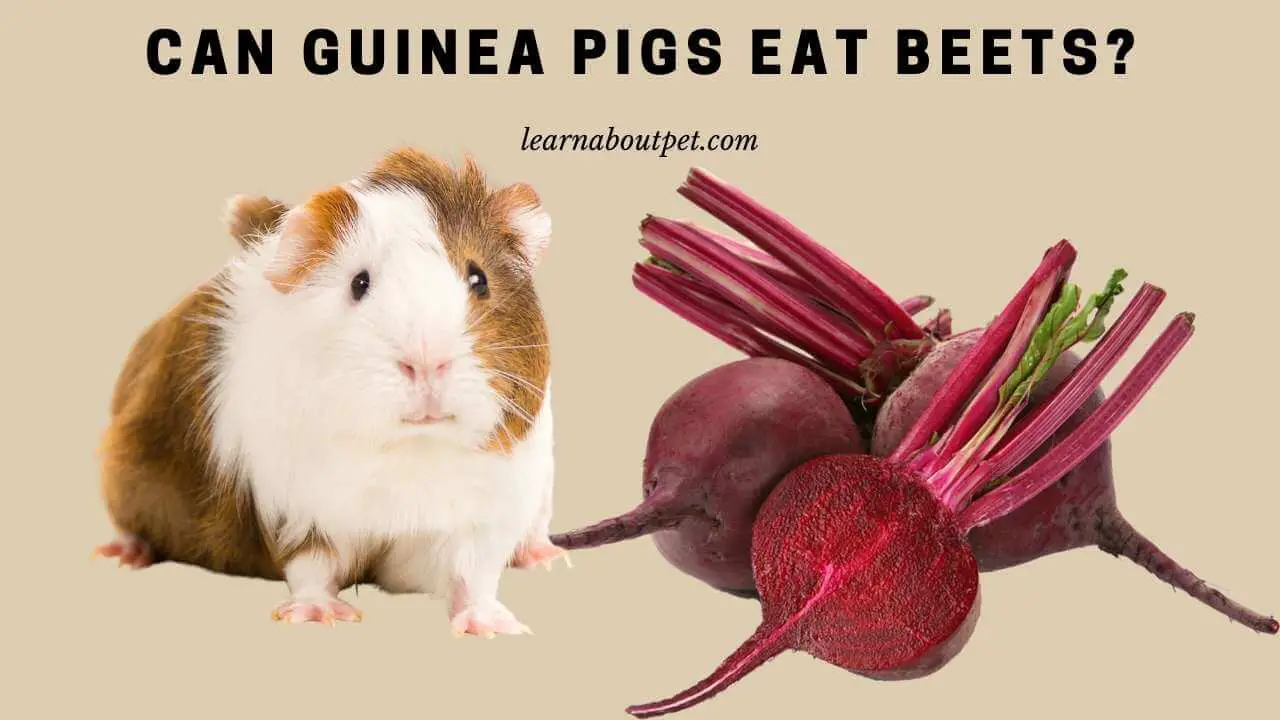 Can guinea pigs eat beets