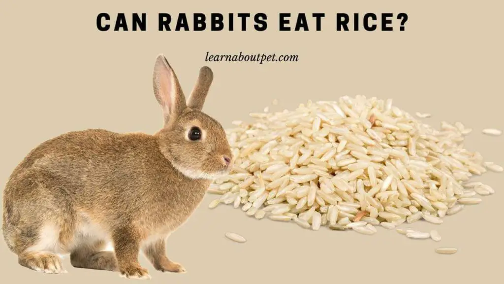 Can Rabbits Eat Rice? (11 Menacing Health Facts)