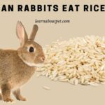 Can rabbits eat rice