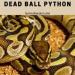 Dead Ball Python : 15 Menacing Ball Python Dying Signs