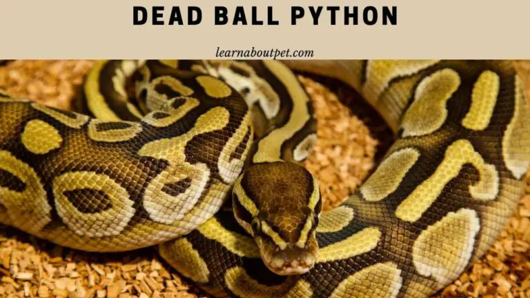 Dead Ball Python : 15 Menacing Ball Python Dying Signs