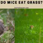 Do Mice Eat Grass? (11 Cool Facts About Mouse And Grass)