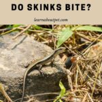 Do Skinks bite