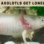 Do Axolotls Get Lonely? (9 Interesting Solitary Axies Facts)