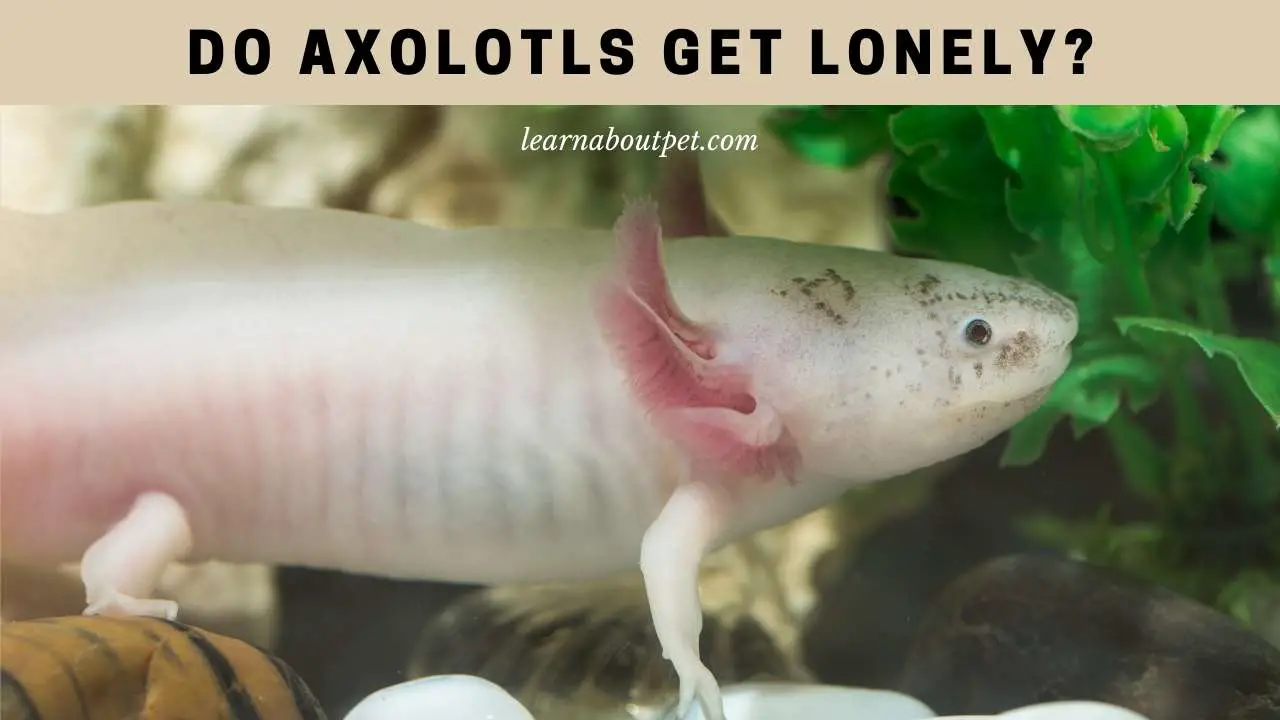 Do axolotls get lonely